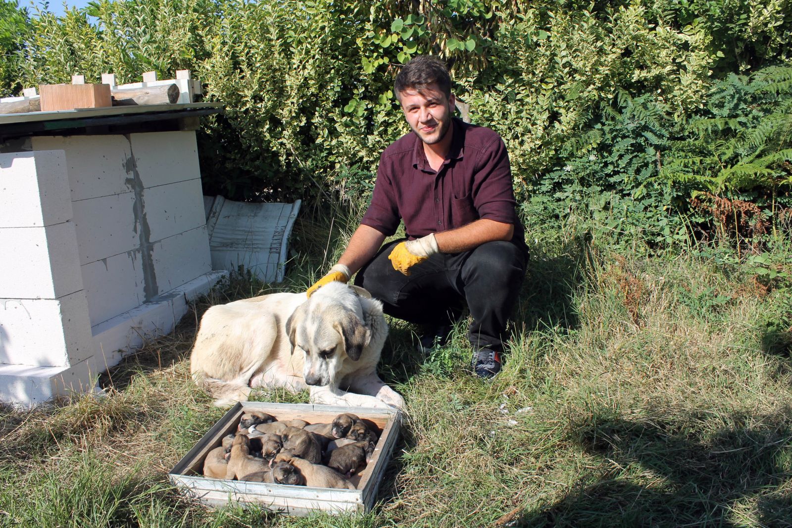 Kangal cinsi köpek tek batında 17 yavru doğurdu